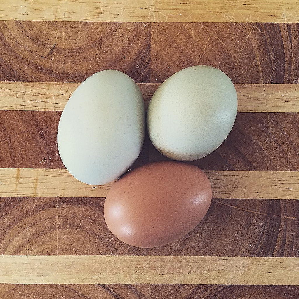 L’œuf, il en a sous la coquille ! L’œuf, il en a sous la coquille !