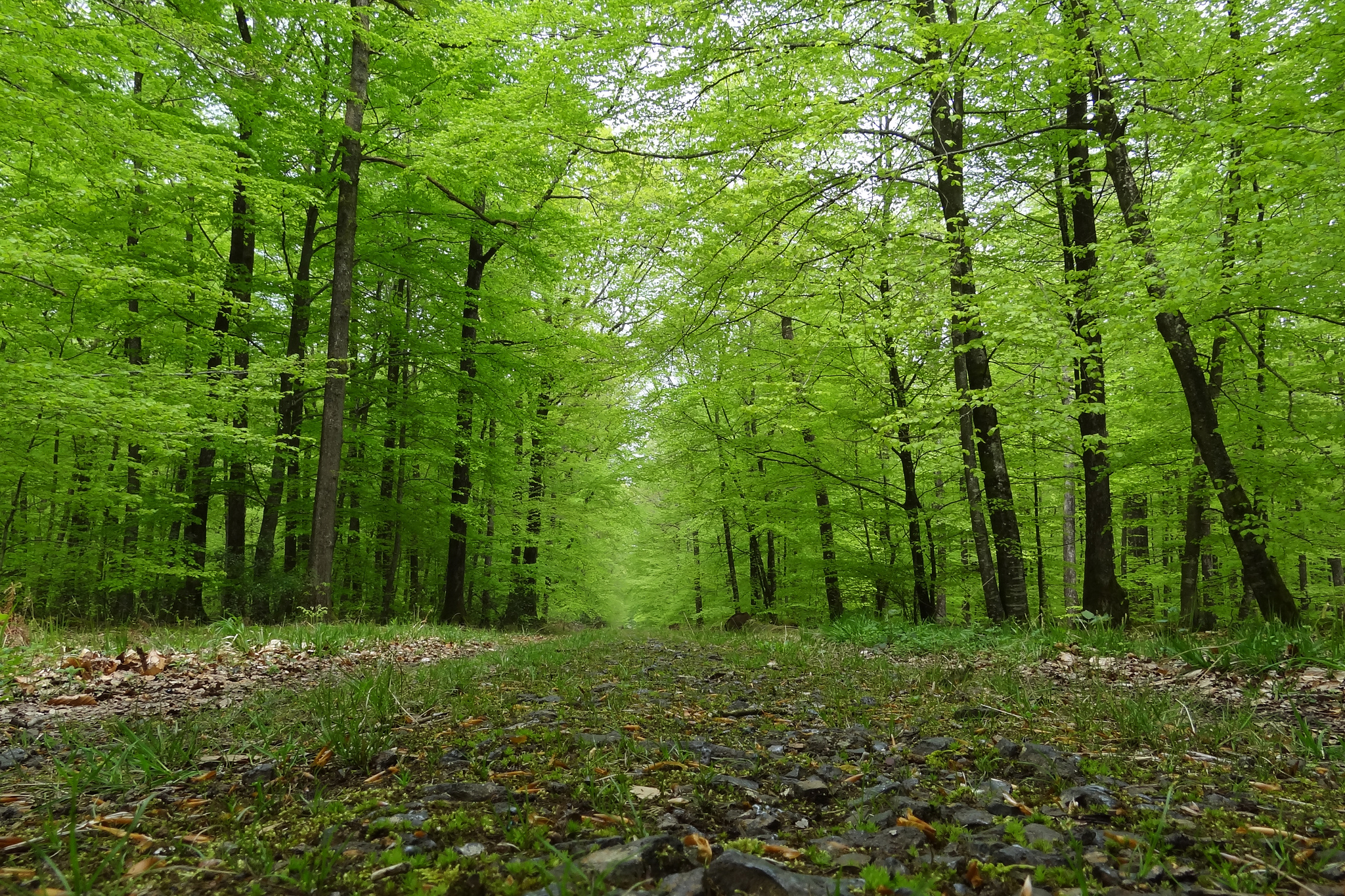 Comment la forêt s’adapte au Réchauffement climatique Comment la forêt s’adapte au Réchauffement climatique