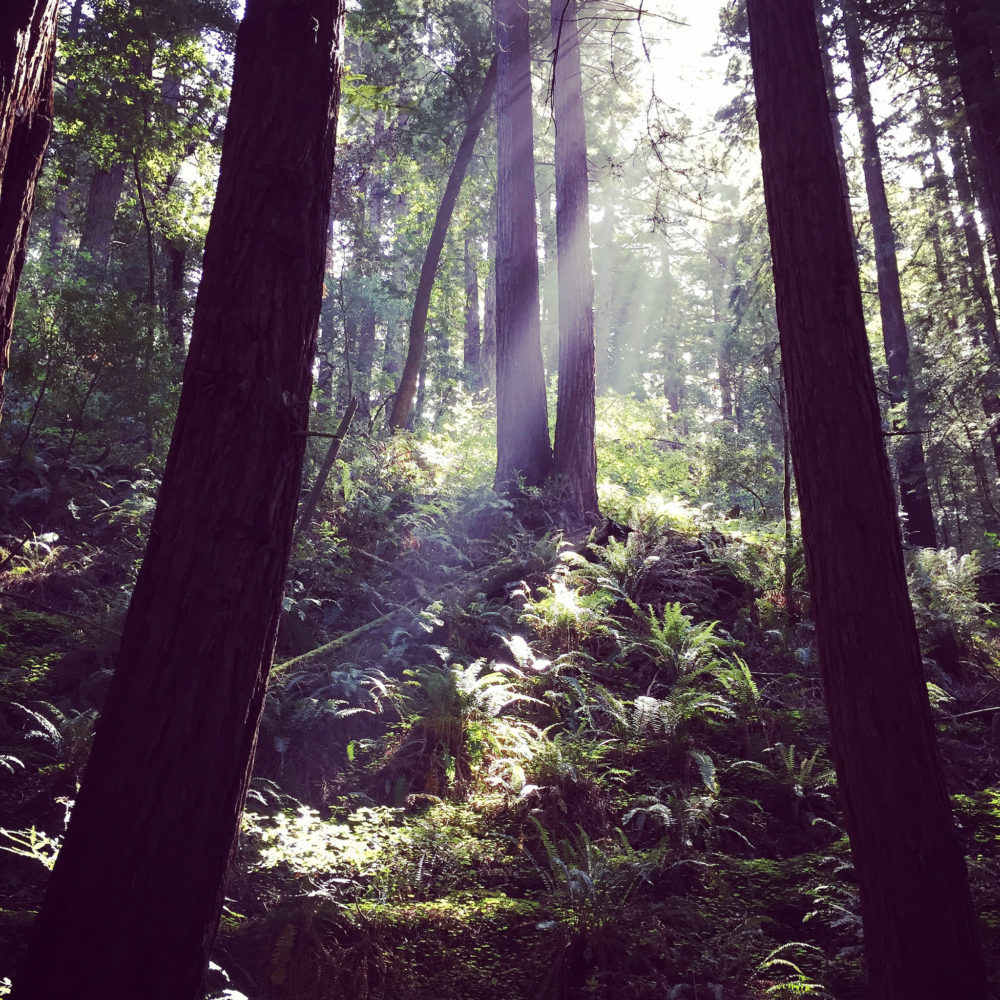 Une nouvelle forêt d’un million d’arbres Une nouvelle forêt d’un million d’arbres