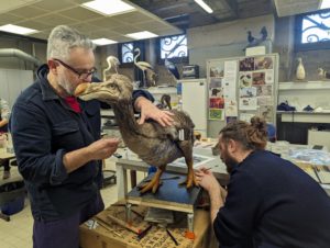 Vincent Cuisset, taxidermiste, et Camille Renversade, illustrateur et sculpteur, ont donné corps aux deux dodos ©AnFloreH