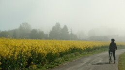 Un champ de colza se dévoile timidement. Partir dans l’Eure, avril 2026. ©AnFloreH