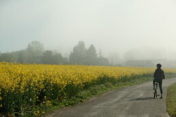 Un champ de colza se dévoile timidement. Partir dans l’Eure, avril 2026. ©AnFloreH